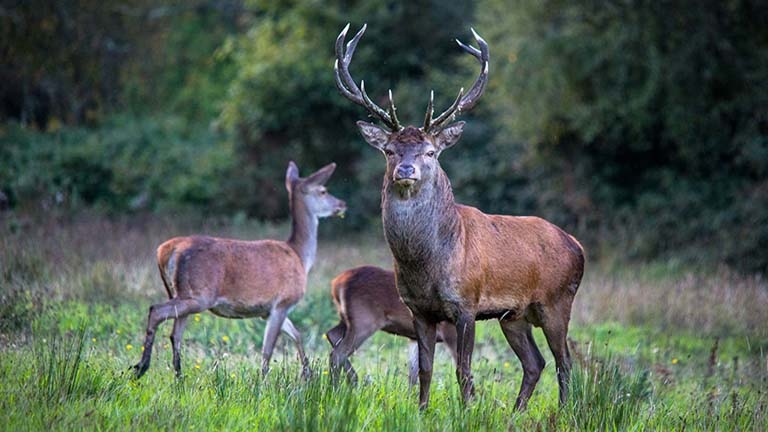 deer-in-ireland-wild-deer-association-of-ireland