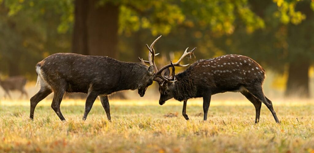 dogs chasing deer